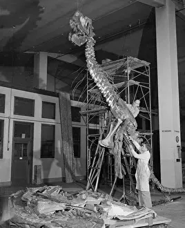 Paleontology Prints: Exhibitionist Adjusting Bones of Prehistoric Animal
