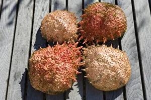 Crustacea Collection: Exoskeletons of the Spider Crab (Majidae)