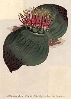 Exotic Bloom