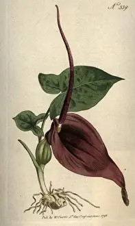 Colour Format Prints: Exotic Flower
