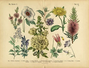 Art Illustrations Gallery: Exotic Flowers of the Garden, Victorian Botanical Illustration