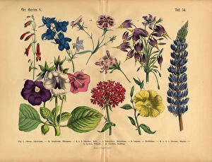 Images Dated 29th March 2016: Exotic Flowers of the Garden, Victorian Botanical Illustration