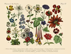 Images Dated 6th April 2016: Exotic Flowers of the Garden, Victorian Botanical Illustration