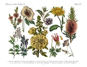 Images Dated 11th February 2019: Exotic Flowers of the Garden, Victorian Botanical Illustration