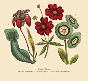 Images Dated 31st March 2016: Exotic Flowers of the Garden, Victorian Botanical Illustration