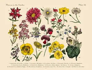 Uncultivated Prints: Exotic Flowers of the Garden, Victorian Botanical Illustration