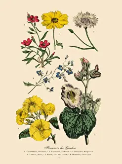 66697 Prints: Exotic Flowers of the Garden, Victorian Botanical Illustration