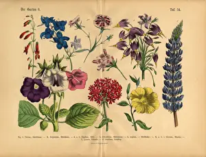 Exotic Flowers of the Garden, Victorian Botanical Illustration