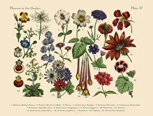 Exoticism Prints: Exotic Flowers of the Garden, Victorian Botanical Illustration