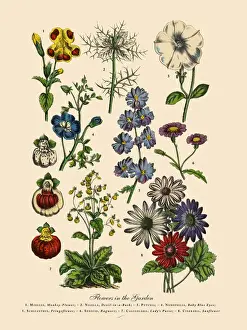 Prints of Very Rare, Beautifully Illustrated Antique Engraved Victorian Botanical Illustration of Exotic Flowers of the Garden: Plate 57 The Book Of Practical Botany Prints: Exotic Flowers of the Garden, Victorian Botanical Illustration