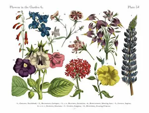 The Book of Practical Botany Gallery: Exotic Flowers of the Garden, Victorian Botanical Illustration
