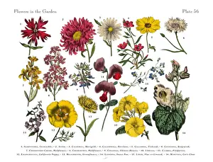 Prints of Very Rare, Beautifully Illustrated Antique Engraved Victorian Botanical Illustration of Red Exotic Flowers of the Garden: Plate 56 The Book Of Practical Botany Prints: Exotic Flowers of the Garden, Victorian Botanical Illustration
