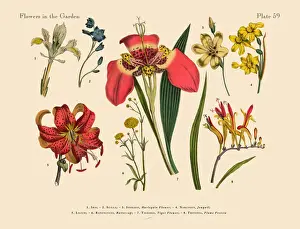 Prints of Very Rare, Beautifully Illustrated Antique Engraved Victorian Botanical Illustration of Ranunculus or Buttercup Plants, Victorian Botanical Illustration Plate 59 The Book Of Practical Botany Prints: Exotic Flowers of the Garden, Victorian Botanical Illustration