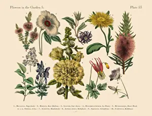 Exotic Flowers of the Garden, Victorian Botanical Illustration
