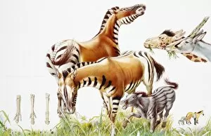 Perissodactyla Gallery: Extinct zebras on savanna