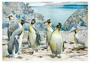 Images Dated 27th February 2017: Extint Pachydyptes Penguins engraving 1892