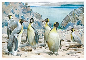 Engravings Gallery: Extint Pachydyptes Penguins engraving 1892