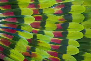 Extreme close-up of Amazon Parrot tail feathers