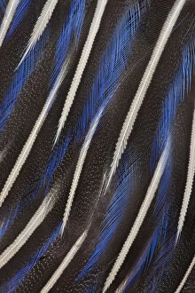 Extreme close-up of breast feathers of Vulturine Guineafowl (Acryllium vulturinum)