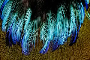 Images Dated 3rd November 2011: Extreme close-up of chest feathers of Motmot