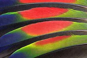 Images Dated 5th March 2010: Extreme close-up of colorful wing feathers of Amazon Parrot