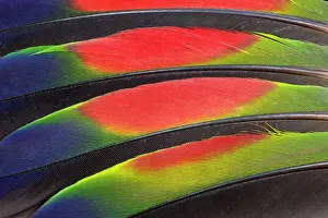Extreme close-up of colorful wing feathers of Amazon Parrot