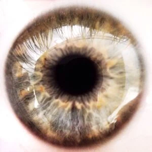 Images Dated 25th June 2013: Extreme Close-Up, Eyesight, Human Eye, Indoors, Iris - Eye, Natural Pattern, No People