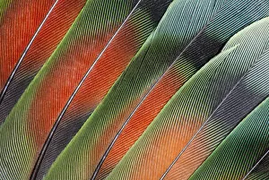 Extreme close-up of fanned out Lovebird tail feathers