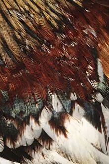 Extreme Close-up of the Feathers of a Rooster (Gallus gallus domesticus)