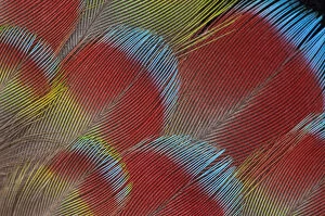 Extreme close-up of Hawk-headed Parrot (Deroptyus accipitrinus) feathers fanned out