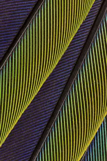 Extreme close-up of Jenday Conure (Aratinga jandaya) feathers