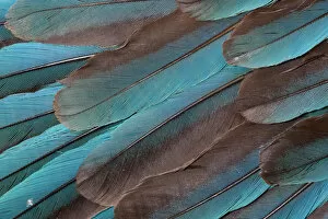 Images Dated 26th December 2009: Extreme close-up of Kingfisher wing feathers