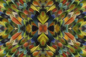 Extreme close-up of Lovebird tail feathers in multicolored display