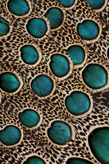Extreme close-up of Malay Peacock-pheasant (Polyplectron malacense) feathers with blue circles