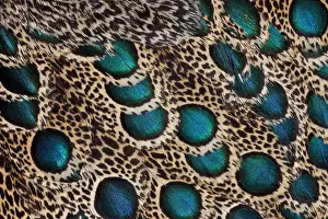 Extreme close-up of Malay Peacock-pheasant (Polyplectron malacense) feathers with blue circles