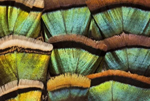 Extreme close-up of Oscillated Turkey (Meleagris ocellata) feather pattern
