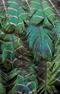 Images Dated 25th June 2010: Extreme close-up of Peacock feather design layering