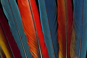 Extreme close-up of Scarlet Macaw (Ara macao) tail feathers