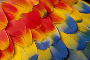 Images Dated 2nd April 2010: Extreme close-up of shoulder coverts feathers of Scarlet Macaw (Ara macao)