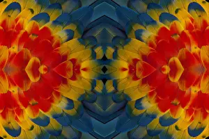 Extreme close-up of shoulder coverts feathers of Scarlet Macaw (Ara macao)