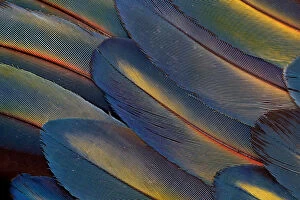 Extreme close-up of wing feathers fanned out Scarlet Macaw (Ara macao)