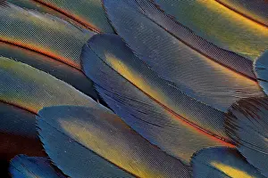 Extreme close-up of wing feathers fanned out Scarlet Macaw (Ara macao)