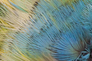 Extreme close-up of Yellow-headed Amazon Parrot(Amazona oratrix)