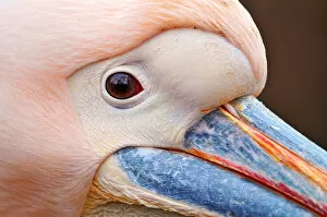 Images Dated 22nd February 2010: Extreme closeup of a pelican