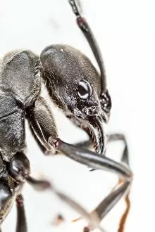 Images Dated 1st February 2017: Extreme macro shot of ant