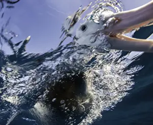 Extremely close view of a brown headed albatross as it sticks its beak underwater, New Zealand