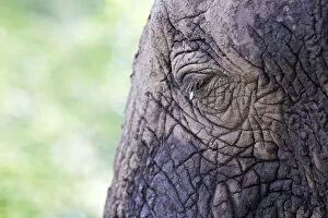 Images Dated 22nd January 2011: Eye, African Bush Elephant -Loxodonta africana-, Lake Manyara National Park, Tanzania, Africa