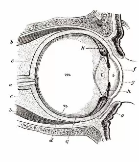 Eye, anatomical illustration