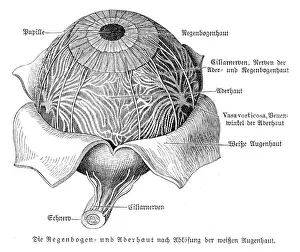Human Eye Prints: Eye anatomy engraving 1857