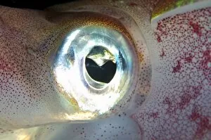 Mollusca Collection: Eye of Bigfin reef squid -Sepioteuthis lessoniana-, Red Sea, Egypt, Africa